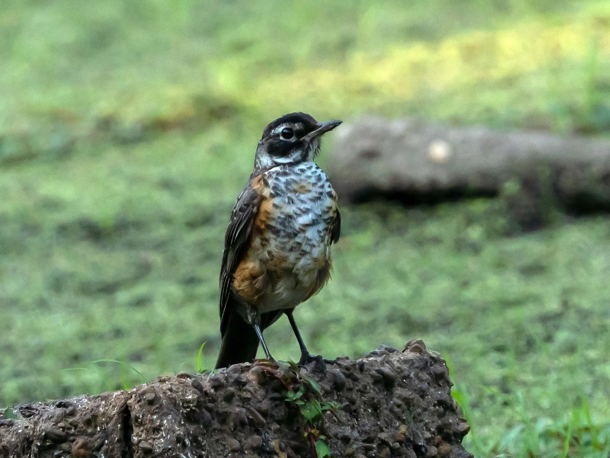 Special Appearances at JBWR: Birthday Birdies — Susan Kirby